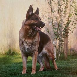 Tabita - German Shepherd