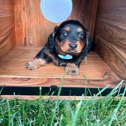 Black and tan Male 2 - Black and tan male Dachshund puppy in South Willard, Utah from Doxies in the Sun