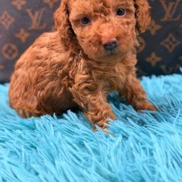 Louis - Red male Maltipoo puppy in Cooper City, Florida from Jenny La Bone