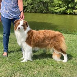 Libby - Border Collie