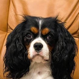 June - Cavalier King Charles Spaniel