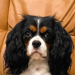 June - Cavalier King Charles Spaniel