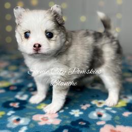 Blanche - Merle female Pomsky puppy in Rossville, Georgia from Scenic City Pomskies