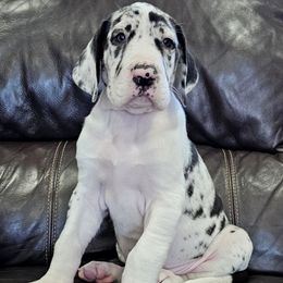 Perfection - Harlequin female Great Dane puppy in Castle Rock, Washington from Uber Alles Great Danes