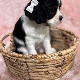 Elsa - Tri-color female Cavalier King Charles Spaniel puppy in Texarkana, Arkansas from Miller's Cavaliers