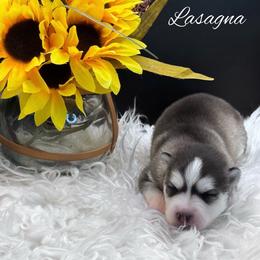 Lasagna - Wolf sable female Pomsky puppy in Venus, Pennsylvania from Hemlock Pines Pomsky