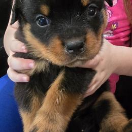 Boy 1 - Black and mahogany male Rottweiler puppy in San Antonio, Texas from HAUS OF RZA