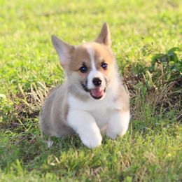 Pembroke Welsh Corgi Puppies from Elderwood Farms