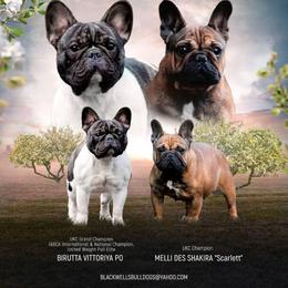 French Bulldog puppies from Blackwell's American & French Bulldogs