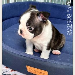Boy 1 - Black brindle and white male Boston Terrier puppy in North Central, Vermont from Windy Valley’s Bostons