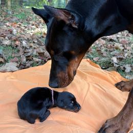 Archer - Black and rust male Doberman Pinscher puppy in Toney, Alabama from Bhon Mhuir Dobermanns
