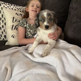 Aussiedoodle Puppies from A Dose Of Doodle