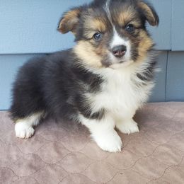 Pembroke Welsh Corgi Puppies from Cozy Corgi Ranch
