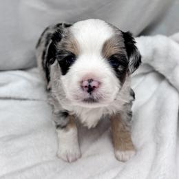 Bachelor - Blue merle male Toy Australian Shepherd puppy in Bly, Oregon from Apacheblus Toy Aussies