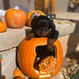 Plum - Phantom female Assorted Doodle Crosses puppy in Randolph, Utah from Dry Canyon Pups