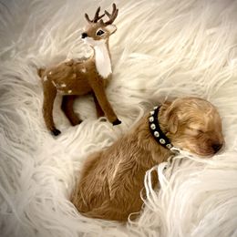 Cavapoo Puppies from Veronica's Cavapoos