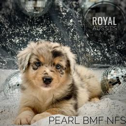 Pearl - Blue merle female Australian Shepherd puppy in Petersburg, Indiana from Royal Aussie’s
