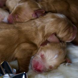 7th pick Female - Cream female Goldendoodle puppy in Mc Arthur, California from California Golden Love
