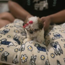 Shih Tzu Puppies from Aliah puppy boutique