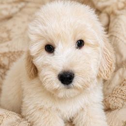 Brown collar - Cream male Goldendoodle puppy in Christiana, Tennessee from Rechlicz Family Doodles