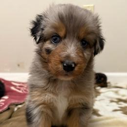 Cinderella - Blue merle female Australian Shepherd puppy in East Hartford, Connecticut from CT Aussies