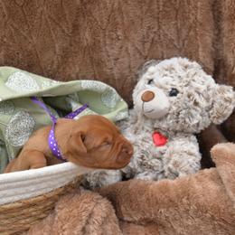 Miss Purple - Golden rust female Vizsla puppy in Lexington, Kentucky from Summit Vizsla (we can deliver to you)