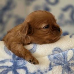 Garnet - Ruby female Cavalier King Charles Spaniel puppy in Melrose, Florida from Magnolia Hill Cavaliers and Doxies