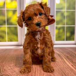 Chilli (Brown Collar Female) - Red  female Goldendoodle puppy in Santa Clara, Utah from Desert Dawn Doodles