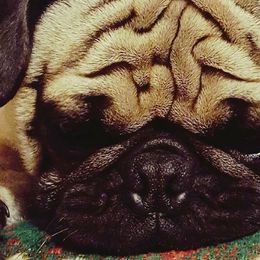 Pugs from PerfectlyPreciousPugs