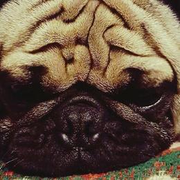Pugs from PerfectlyPreciousPugs