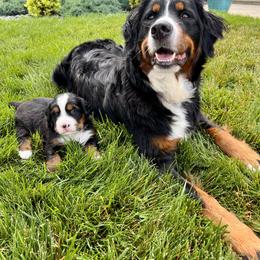 Bernese Mountain Dog Puppies from J & J Meadows