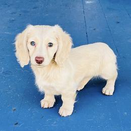 Dachshund Puppies from Bald Mountain Dachshunds