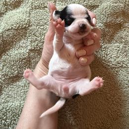 AKC Girl 1 - Black and white female Chihuahua puppy in Anoka, Minnesota from Anoka County MN AKC Chihuahuas