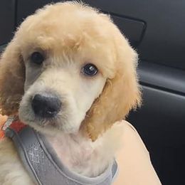 Poodles from Pets First: Dog Breeding, Training & Grooming
