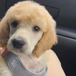 Poodles from Pets First: Dog Breeding, Training & Grooming