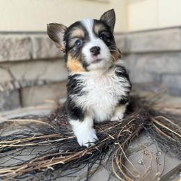 Vicki - Black and tan female Pembroke Welsh Corgi puppy in Benjamin, Utah from Nuna’s  Corgis