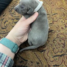 Miranda - Blue female Italian Greyhound puppy in Fredonia, Arizona from Black Hill Italian Greyhounds