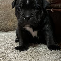 French Bulldog and Staffordshire Bull Terrier Puppies from Sincerity
