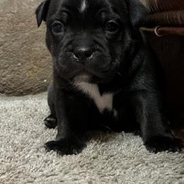 French Bulldog and Staffordshire Bull Terrier Puppies from Sincerity