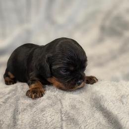 Julia - Black and tan female Cavalier King Charles Spaniel puppy in Romeoville, Illinois from KonopkaKennelsLLC