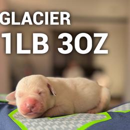 Glacier - Yellow male Labrador Retriever puppy in Puyallup, Washington from 12 Door Farm Labradors