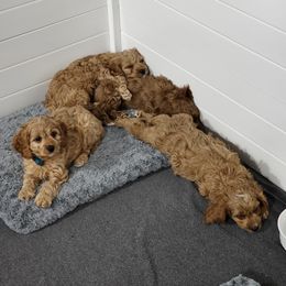 Cavapoo Puppies from Prince Pups