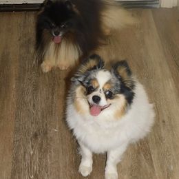 Pomeranian puppies from California Pom Paradise