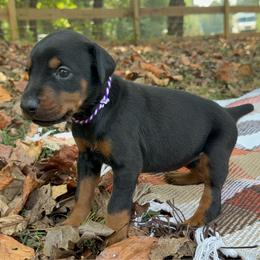Avery - Black and rust female Doberman Pinscher puppy in Toney, Alabama from Bhon Mhuir Dobermanns
