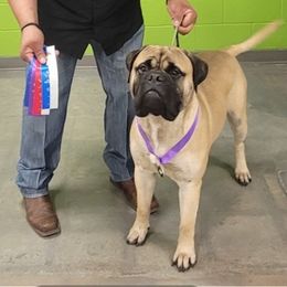 Bullmastiffs from Bullkeeper Bullmastiffs