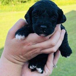 Bronc - Black and white female Bernedoodle puppy in Hobgood, North Carolina from Four Kids’ Farms, LLC