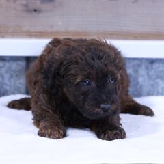 Jasper - Red male Whoodle puppy in West Bend, Iowa from Blue Skies Terriers