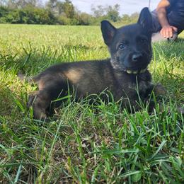 Winston (Yellow male) - Sable male German Shepherd puppy in Winchester, Kentucky from Del Lago Canine