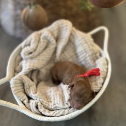 Red Collar Boy - Red  male Poodle puppy in Charlotte, North Carolina from Bruno & Co. Puppies