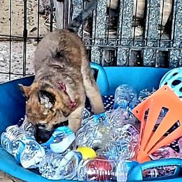 Belgian Laekenois Puppies from Cal Curly Coats Belgian Laekenois